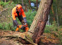 Best Leaf Removal  in Encantada Ranchito El Calaboz, TX
