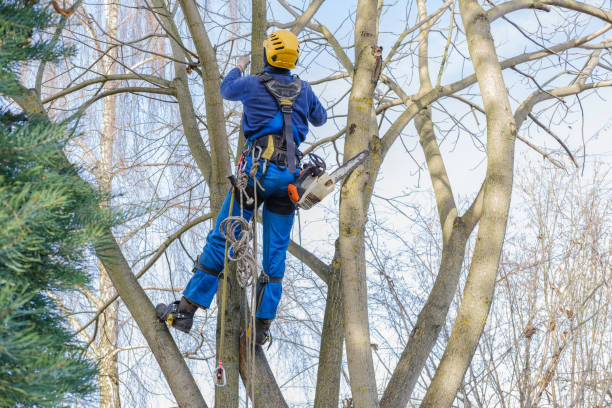 Best Tree Risk Assessment  in Encantada Ranchito El Calaboz, TX