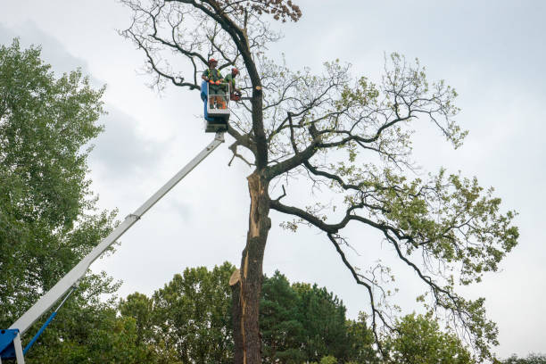 Best Stump Grinding and Removal  in Encantada Ranchito El Calaboz, TX