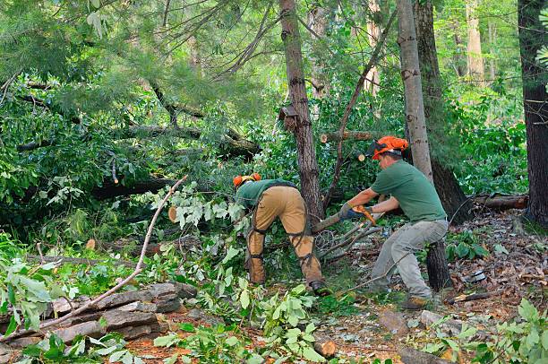 Best Storm Damage Tree Cleanup  in Encantada Ranchito El Calaboz, TX