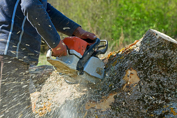 Mulching Services in Encantada Ranchito El Calaboz, TX