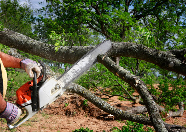 Best Tree and Shrub Care  in Encantada Ranchito El Calaboz, TX