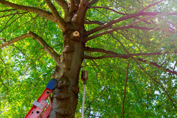 Best Tree Cabling and Bracing  in Encantada Ranchito El Calaboz, TX